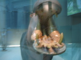 Hippo Mouth at the Smithsonian